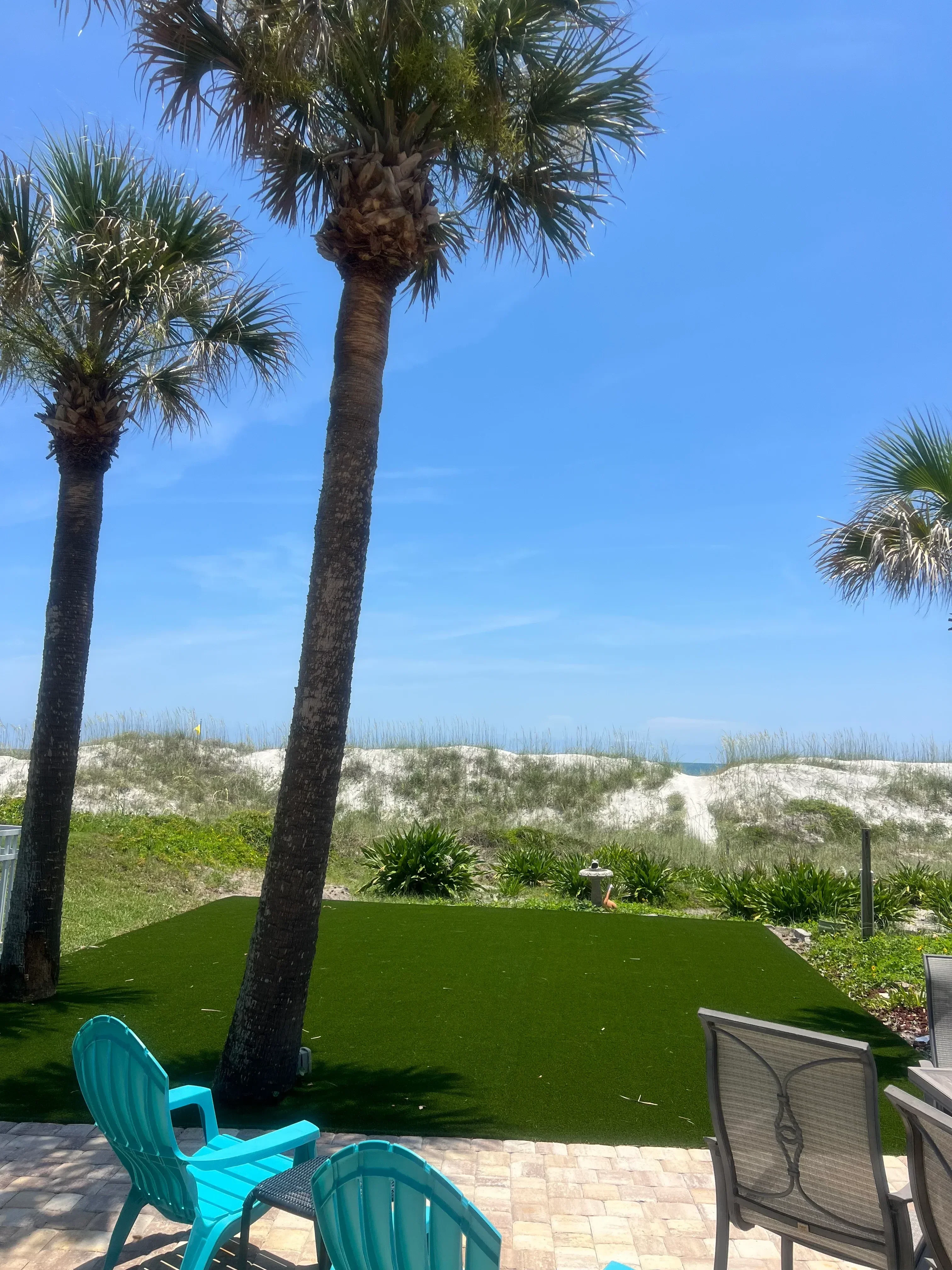 Newly installed sod lawn with palm trees and concrete patio edging in residential backyard